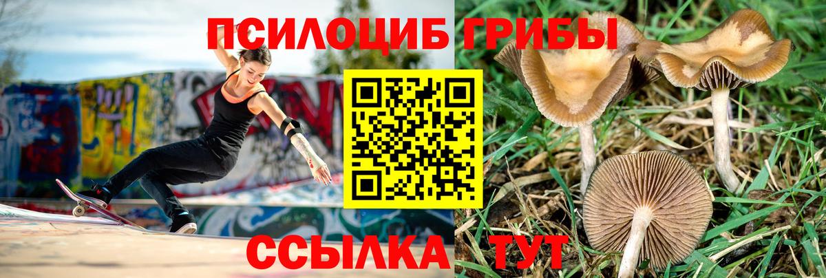 Галлюциногенные грибы GOLDEN TEACHER  Псилоцибиновые грибы мухоморы  Вход с VPN  купить наркотики сайты  Балтийск 